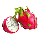 40 Sementes De Pitaya Vermelha Gigante De Polpa Branca Fruta