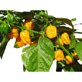 400 Sementes Da Pimenta Habanero Amarela Mexicana Ardida D+