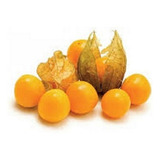 Physalis