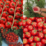 400 Sementes Tomate Cereja Samambaia +