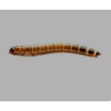5cm