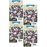 4X Sementes De Vinca Anã Sortida 100mg Maria Sem Vergonha Boa Noite Flores Jardins Vasos