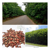 Espinhos