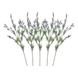 5 Buquês De Lavanda Roxa Para