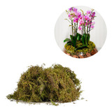 5 Litros Musgo Verde Desidratadas Decoração Arranjos Flores