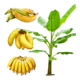 Entrega