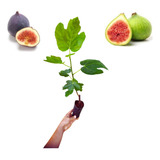 5 Mudas De Figo Roxo Produz Rápido + Manual De Plantio