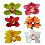 5 Mudas De Orquidea Cymbidium Pronta Entrega Promocao