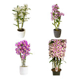 5 Mudas De Orquidea Dendrobium Pronta Entrega Promocao