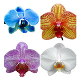 5 Mudas De Orquidea Phalaenopsis Lindas