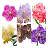 5 Mudas Jovem Lindas Orquídea Vanda Na Promoção Frete Grati