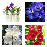 5 Mudas Jovem Lindas Orquídea Vanda Na Promoção Frete Grati