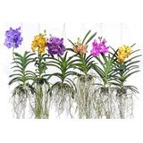 5 Mudas Jovem Lindas Orquídea Vanda Na Promoção Frete Grati