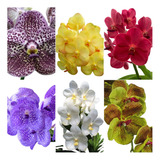 5 Mudas Jovem Lindas Orquídea Vanda Na Promoção Frete Grati