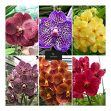5 Mudas Jovem Lindas Orquídea Vanda Na Promoção Frete Grati