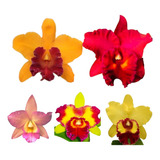 5 Mudas Lindas Orquidea Cattleya Pronta