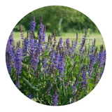 5 Mudas Sálvia-azul (salvia Farinacea) - No Saquinho