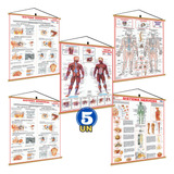 5 Banner Mapa Corpo Humano Sistemas