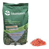 5 Kg   Semente De Milho Verde Híb  Biomatrix 3066 Vt Pro3