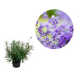 5 Lindas Mudas De Lavanda Bem Formada A Para Jardim