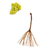 5 Mudas De Uva Lorena Enxertada Manual De Plantio
