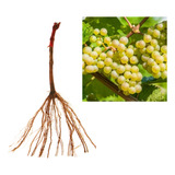 5 Mudas De Uva Niágara Branca Manual De Plantio