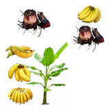 muda