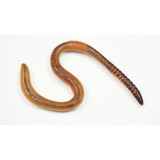 50 Minhocas Californianas Compostagem Pesca Produção Húmus
