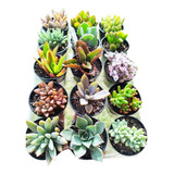 50 Mudas De Mini Suculentas Para Lembrancinhas Imperdível