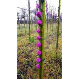 50 Sementes Arvore Amur D Judá Cercis Chinesis P Mudas 