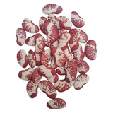 Planta