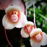 50 Sementes De Orquídea Cara De Macaco P/jardim Bonsai Rosa 