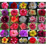 50 Sementes Mix Rosa Do Deserto Adenium Obesum (30 Cores)