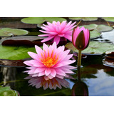 50 Sementes Ninféia Lirio D'água Nymphaea Lily Flor Lotus