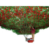 50 Sementes Tomate De Árvore Italiano Gigante Frete Grátis!!