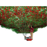 50 Sementes Tomate De Árvore Italiano Gigante Frete Grátis!!