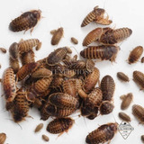 50 Baratas Dubia Ninfas Alimento Vivo
