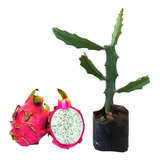50 Mudas De Pitaya Vermelha Polpa Branca Autofértil