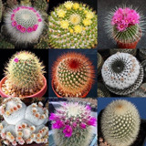 50 Sementes Cactos Mammillaria Mix Cactus Flor Envio Rapido