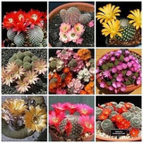 50 Sementes Cactos Rebutia Mix Cactus Flor P Mudas Cactus