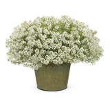 50 Sementes De Alisso Branco Flor
