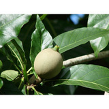 50 Sementes De Jenipapo Árvore Frutífera Nativa 