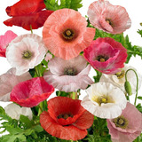 50 Sementes De Papoulas Sortidas Papaver Rhoeas Flor Jardim