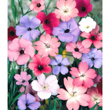 50 Sementes De Silene Coeli Rosa Mix Sortidas Flor Flores