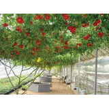 50 Sementes Do Tomate De Árvore