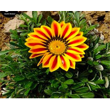 Floracao