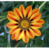 50 Sementes Flor Gazania Sementes Africa Importada Mix
