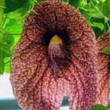 50 Sementes Flor Papo De Peru Gigante Aristolochia P Mudas