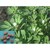 50 Sementes Frescas De Feno Grego Para Mudas Fácil Cultivo