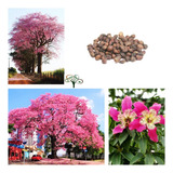 50 Sementes Paineira Rosa Nativa P Mudas Reflorestamento